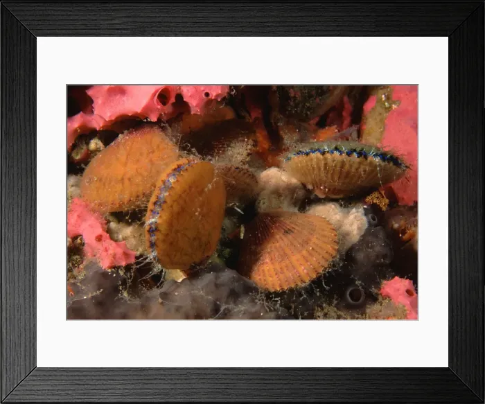 Framed Print : Doughboy scallop - group, with blue eyes visible, Edithburgh, Yorke Peninsula, South Australia TED00277 Framed Print : Doughboy scallop - group, with blue eyes visible, Edithburgh, Yorke Peninsula, South Australia TED00277