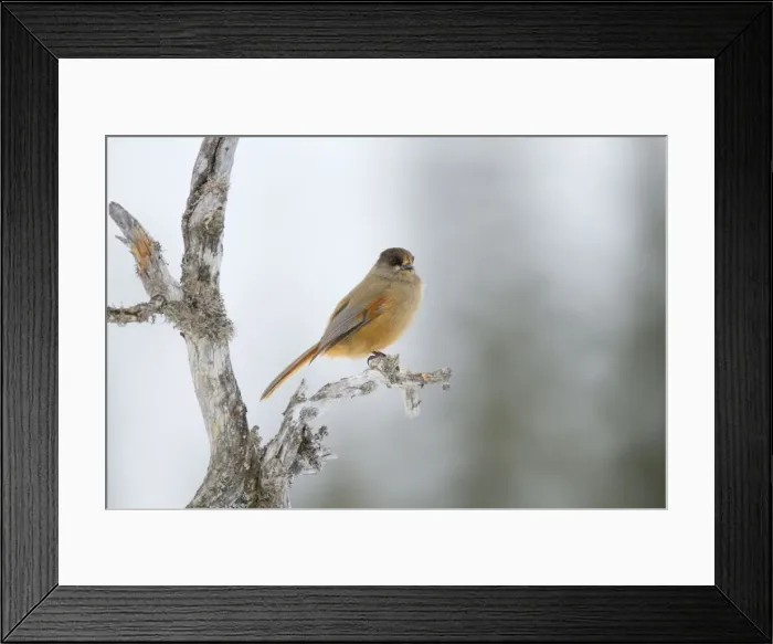 Framed Print : Siberian Jay - winter - Norway Framed Print : Siberian Jay - winter - Norway