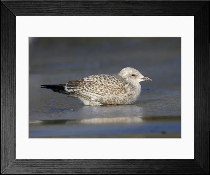 Framed Print : Herring Gull - first winter bird - on ice - Cornwall - UK Framed Print : Herring Gull - first winter bird - on ice - Cornwall - UK