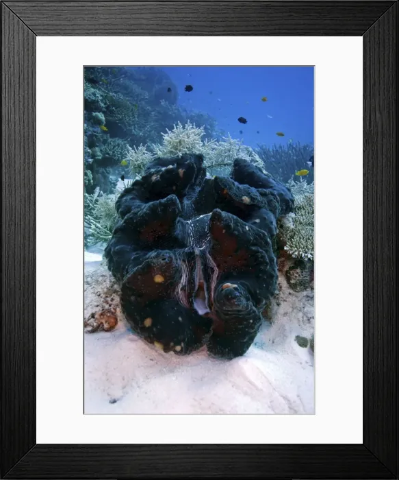 Framed Print : Giant clam - wheeler Reef, Great Barrier Reef off Townsville, Queensland, Australia DWD00823 Framed Print : Giant clam - wheeler Reef, Great Barrier Reef off Townsville, Queensland, Australia DWD00823