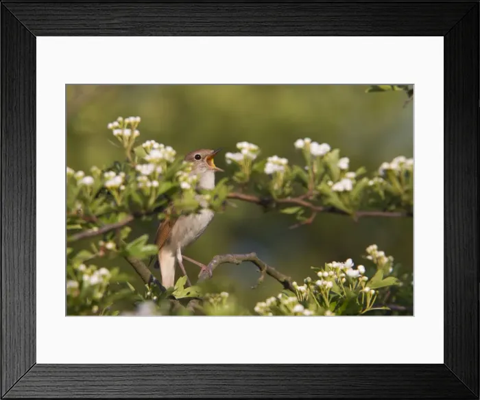 Framed Print : Nightingale - singing - Suffolk - UK Framed Print : Nightingale - singing - Suffolk - UK