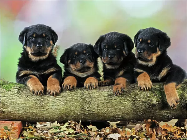 DOG. Rottweiler puppies in a row looking over log