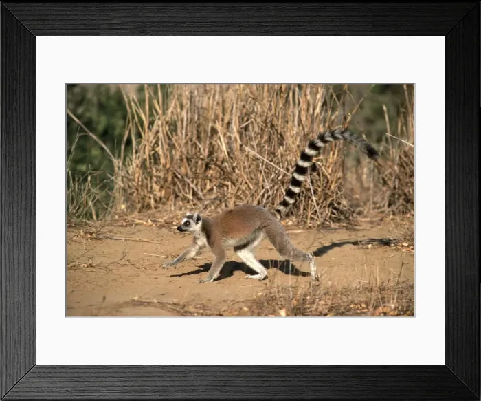 Framed Print : Ringtail Lemur AW 3804 Lemur catta © Adrian Warren / ARDEA LONDON Framed Print : Ringtail Lemur AW 3804 Lemur catta © Adrian Warren / ARDEA LONDON