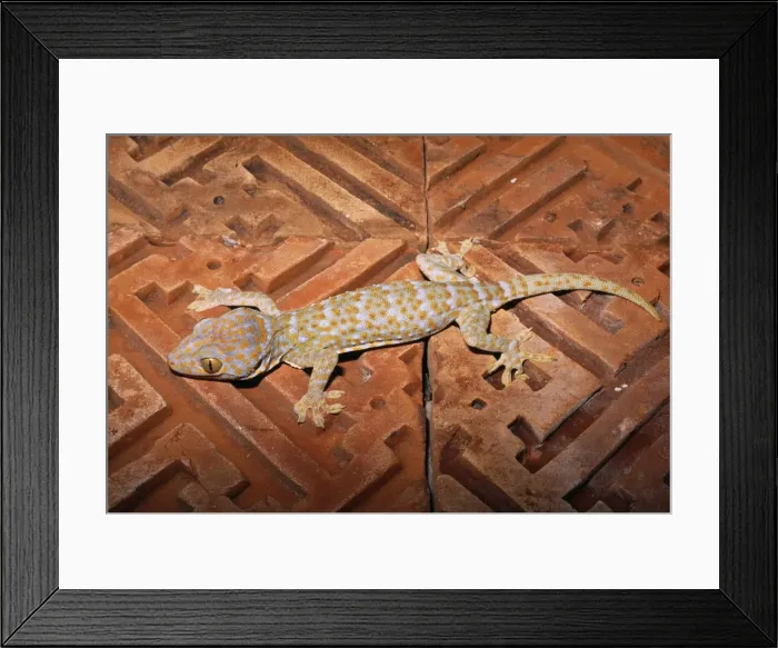 Framed Print : Tokay Gecko - on stone tiles - Bali - Indonesia Framed Print : Tokay Gecko - on stone tiles - Bali - Indonesia