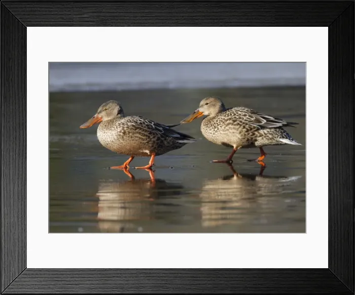 Framed Print : Shoveler Ducks - female - UK Framed Print : Shoveler Ducks - female - UK