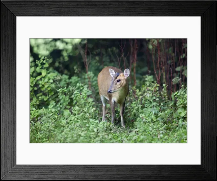 Framed Print : Muntjac Deer - UK Framed Print : Muntjac Deer - UK