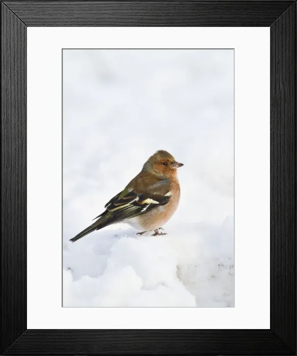 Framed Print : Chaffinch - male in snow 8747 Framed Print : Chaffinch - male in snow 8747