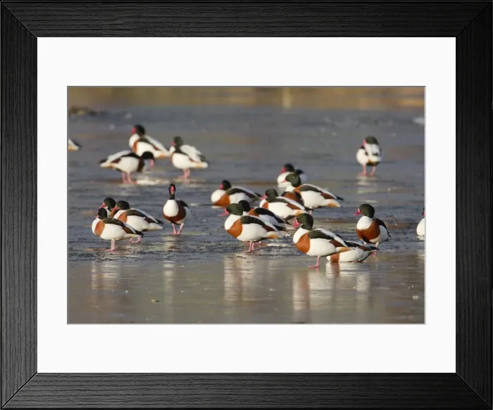 Framed Print : Shelduck - on ice - UK Framed Print : Shelduck - on ice - UK