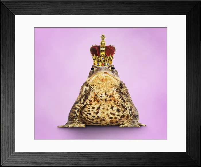 Framed Print : Common Toad - Frog Prince wearing crown Framed Print : Common Toad - Frog Prince wearing crown