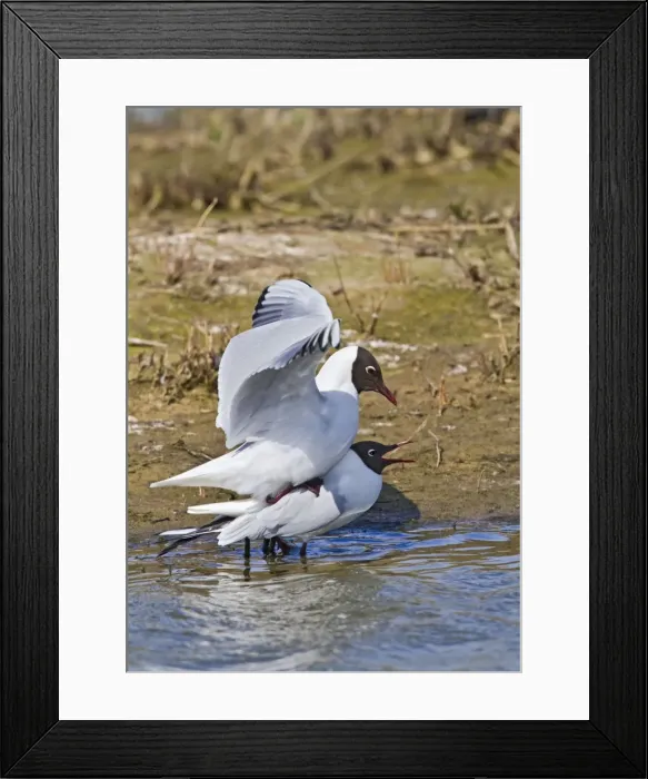 Framed Print : Black Headed Gull - pair mating - Norfolk UK 9702 Framed Print : Black Headed Gull - pair mating - Norfolk UK 9702