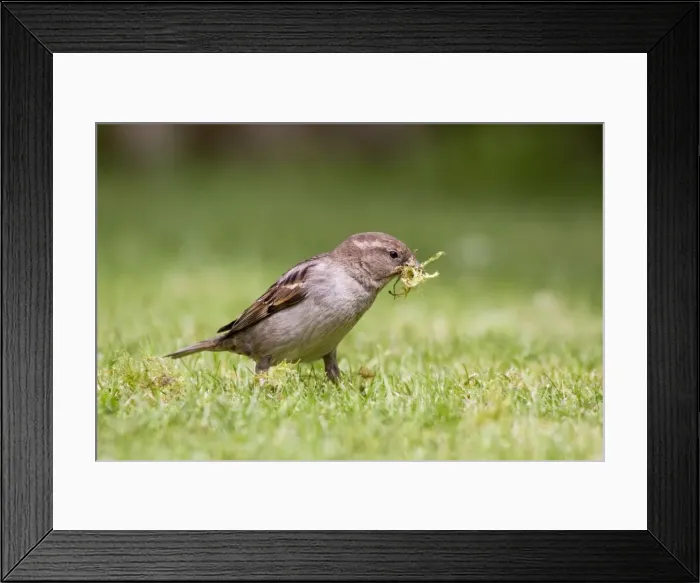 Framed Print : House Sparrow - female collecting moss - Cornwall - UK Framed Print : House Sparrow - female collecting moss - Cornwall - UK
