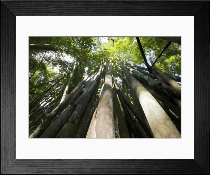 Framed Print : Bamboo - Chiang Dao - Thailand - Northern Thailand Framed Print : Bamboo - Chiang Dao - Thailand - Northern Thailand