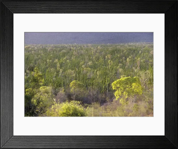 Framed Print : Madagascan Ocotillo - forest - habitat - Madagascar Framed Print : Madagascan Ocotillo - forest - habitat - Madagascar