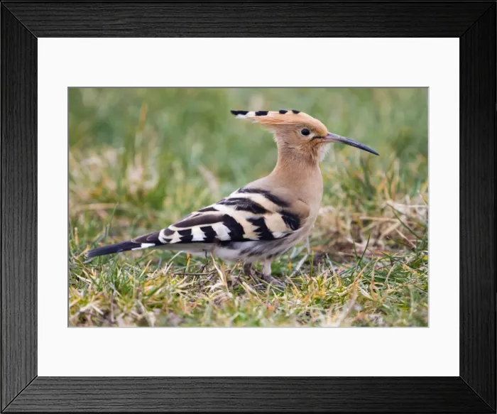 Framed Print : Hoopoe - migrant in field - Cornwall - UK Framed Print : Hoopoe - migrant in field - Cornwall - UK