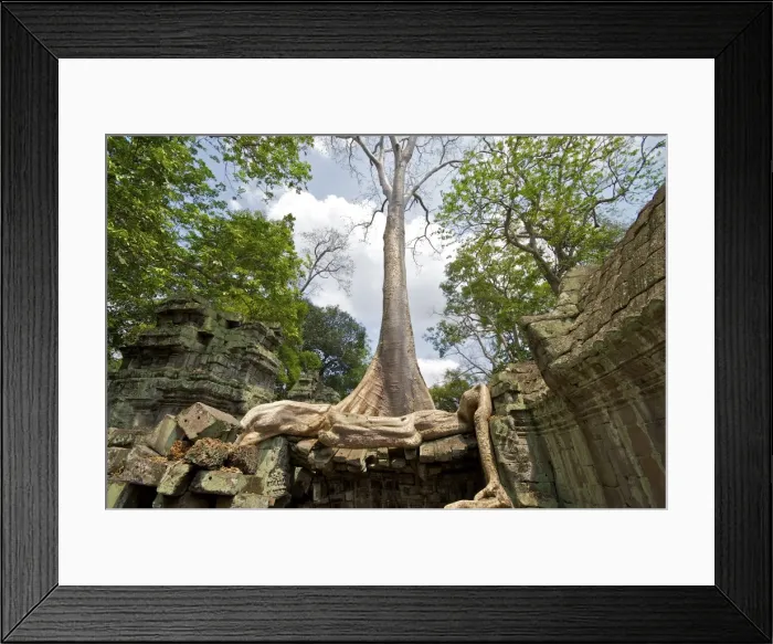 Framed Print : Angkor Ta Prohm tree roots and Building - Cambodia Framed Print : Angkor Ta Prohm tree roots and Building - Cambodia
