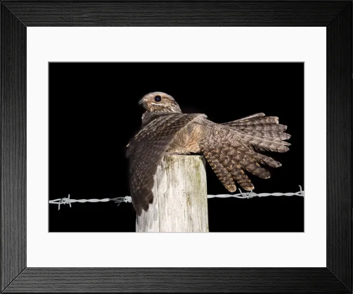 Framed Print : Nightjar - with wings open on a post Framed Print : Nightjar - with wings open on a post