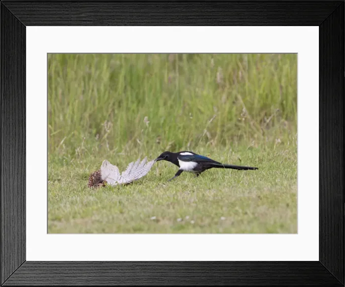 Framed Print : Magpie - youngster feeding on Pheasant in meadow - Bedfordshire UK 11036 Framed Print : Magpie - youngster feeding on Pheasant in meadow - Bedfordshire UK 11036
