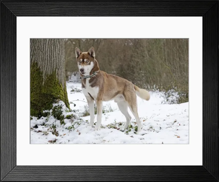 Framed Print : Dog - Husky - standing in snow Framed Print : Dog - Husky - standing in snow