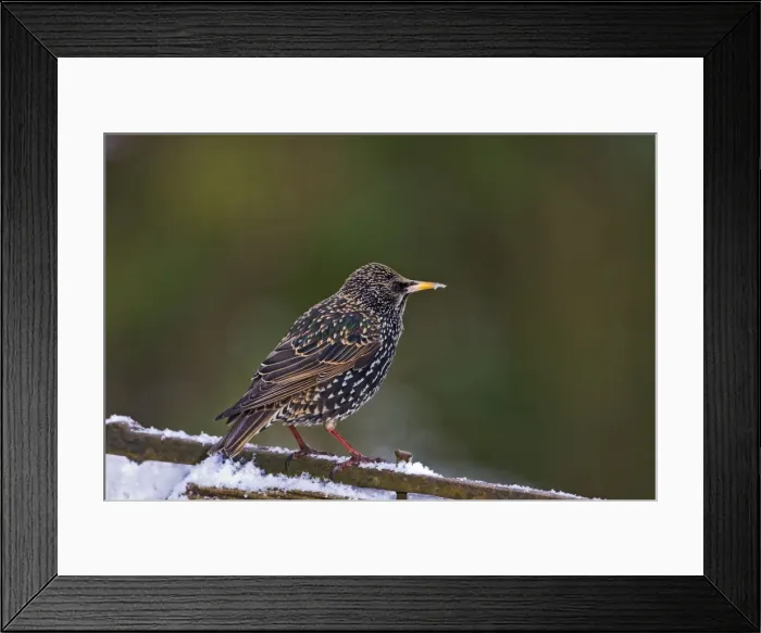 Framed Print : Starling - on gate in snow - Bedfordshire UK 8841 Framed Print : Starling - on gate in snow - Bedfordshire UK 8841