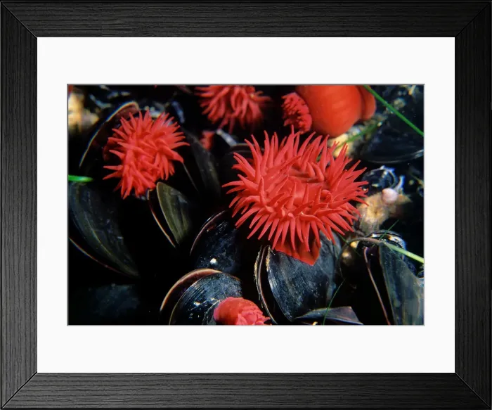 Framed Print : Waratah anemone - growing alongside a cluster of Mussels, Brachidontes rostratus, Pirates Bay, Eaglehawk Neck, Tasmania, Australia TED00514 Framed Print : Waratah anemone - growing alongside a cluster of Mussels, Brachidontes rostratus, Pirates Bay, Eaglehawk Neck, Tasmania, Australia TED00514