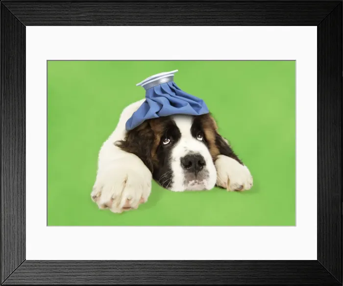 Framed Print : St Bernard Dog - 14 week old puppy with ice pack Digital Manipulation: ice pack JD. Colour background Framed Print : St Bernard Dog - 14 week old puppy with ice pack Digital Manipulation: ice pack JD. Colour background