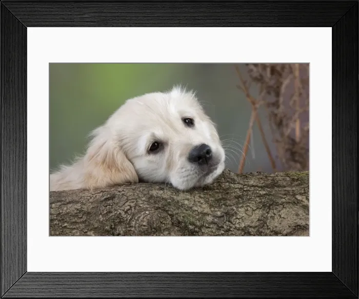 Framed Print : Dog - Golden Retriever - puppy resting head on tree trunk Framed Print : Dog - Golden Retriever - puppy resting head on tree trunk