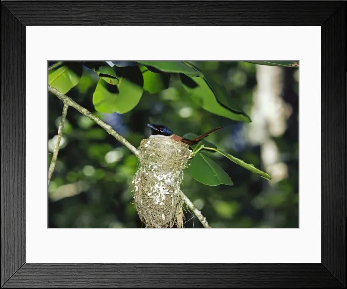 Framed Print : Seychelles Paradise Flycatcher - in nest Framed Print : Seychelles Paradise Flycatcher - in nest