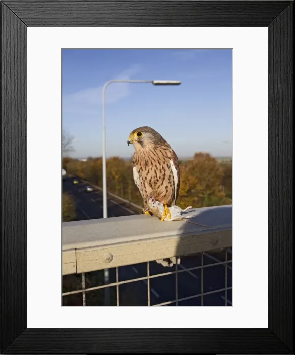 Framed Print : Kestrel - with prey on motorway bridge - controlled conditions 11686 Framed Print : Kestrel - with prey on motorway bridge - controlled conditions 11686