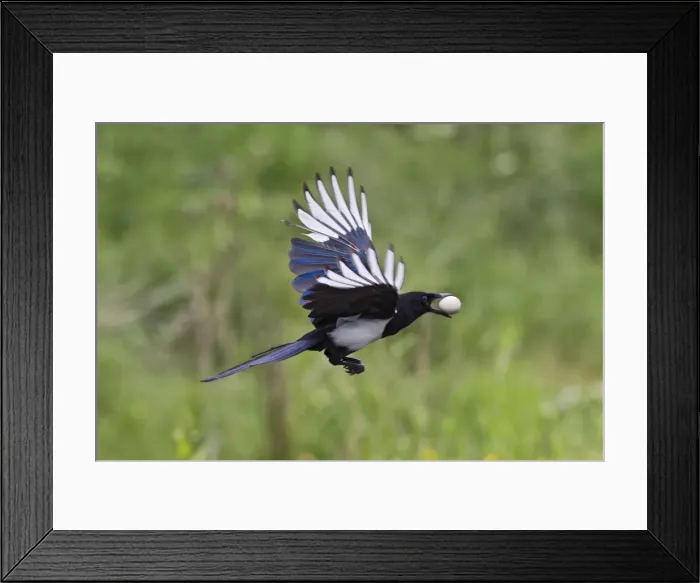 Framed Print : Magpie - in flight - stealing Partridge egg - Bedfordshire UK 11028 Framed Print : Magpie - in flight - stealing Partridge egg - Bedfordshire UK 11028