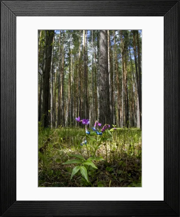 Framed Print : Perennial Sweet Pea / Spring vetchling / Bitter vetch / Spring pea / Spring vetch / Spring bitter-vetch flowering wild plant, forest floor in spring; common in mixed forest of Ural Mountains, near Ekaterinburg, Russia. Ur39. 4228 Framed Print : Perennial Sweet Pea / Spring vetchling / Bitter vetch / Spring pea / Spring vetch / Spring bitter-vetch flowering wild plant, forest floor in spring; common in mixed forest of Ural Mountains, near Ekaterinburg, Russia. Ur39. 4228