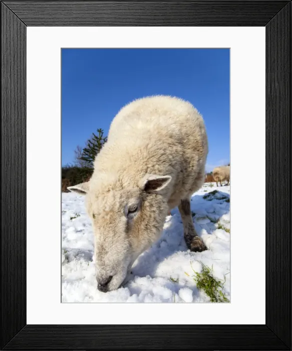 Framed Print : Sheep - in the snow - Cornwall - UK Framed Print : Sheep - in the snow - Cornwall - UK