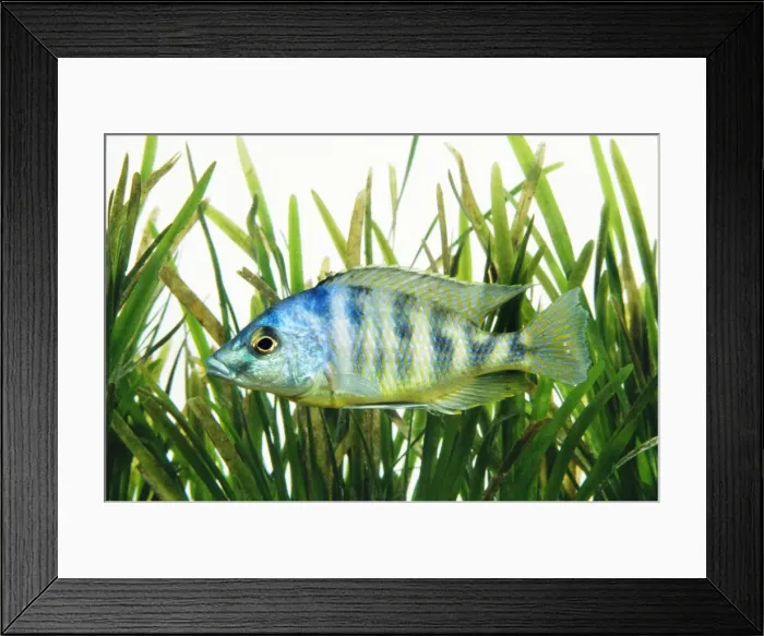 Framed Print : Lake Malawi Cichlid Fish Framed Print : Lake Malawi Cichlid Fish