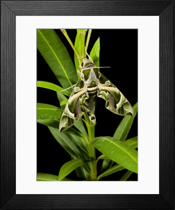 Framed Print : Oleander Hawkmoth - on Oleander plant 11856 Framed Print : Oleander Hawkmoth - on Oleander plant 11856