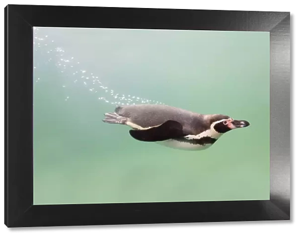 Humboldt Penguin - swimming underwater - National Seal Sanctuary - Cornwall - UK
