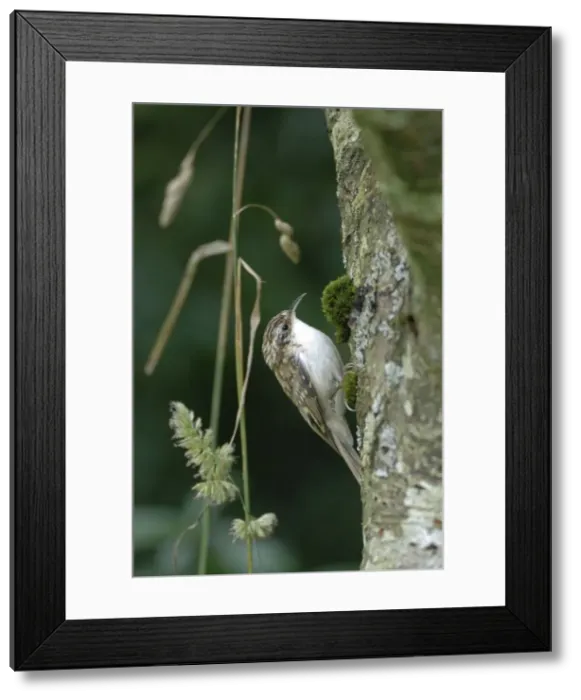Framed Print : Treecreeper - on tree trunk Framed Print : Treecreeper - on tree trunk