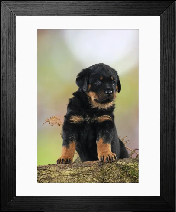 Framed Print : DOG. Rottweiler puppy standing on log Framed Print : DOG. Rottweiler puppy standing on log