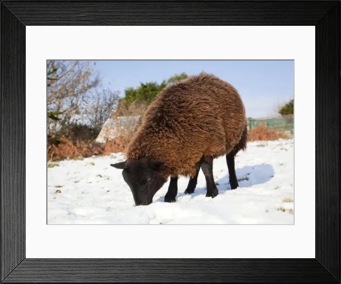 Framed Print : Sheep - Jacob cross - in the snow - Cornwall - UK Framed Print : Sheep - Jacob cross - in the snow - Cornwall - UK