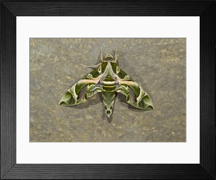 Framed Print : Oleander Hawkmoth - resting on stone wall 11853 Framed Print : Oleander Hawkmoth - resting on stone wall 11853