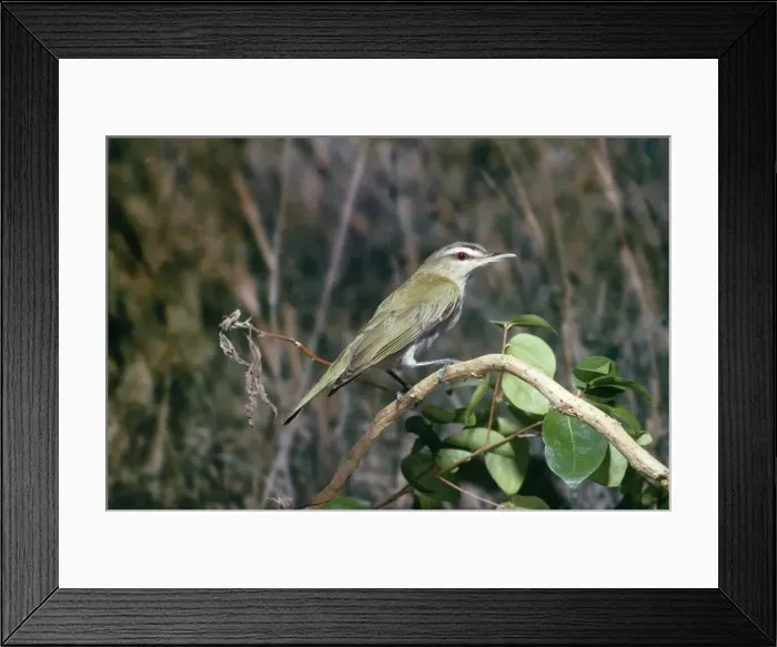 Framed Print : Red Eyed Vireo - perched on branch Framed Print : Red Eyed Vireo - perched on branch