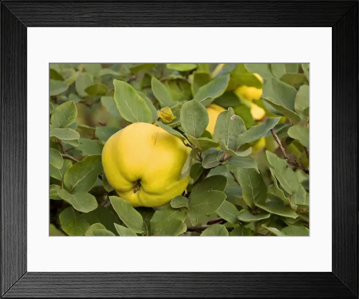 Framed Print : apple quince - ripe, yellow fruits of apple quince on a quince tree in autumn - Baden-Wuerttemberg, Germany Framed Print : apple quince - ripe, yellow fruits of apple quince on a quince tree in autumn - Baden-Wuerttemberg, Germany