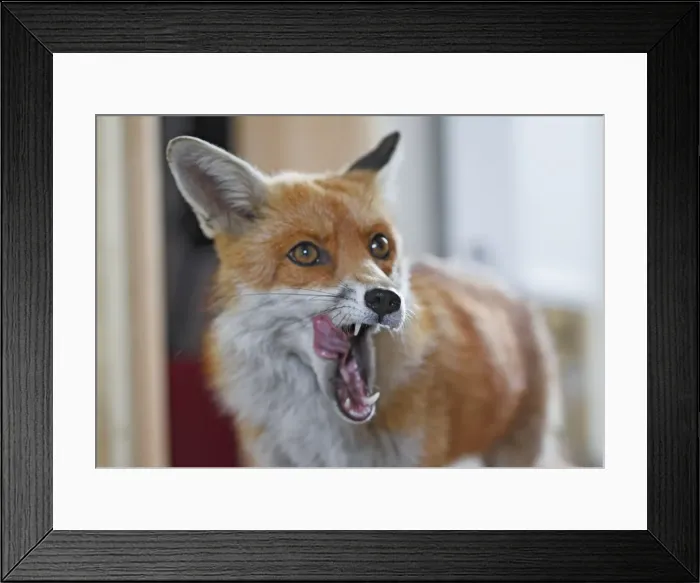 Framed Print : Red Fox - vixen entering room in house - Bedfordshire UK 10875 Framed Print : Red Fox - vixen entering room in house - Bedfordshire UK 10875