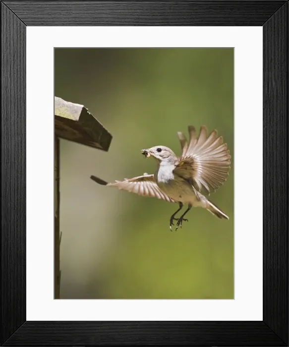 Framed Print : Pied Flycatcher - female flying to nest box with food 10727 Framed Print : Pied Flycatcher - female flying to nest box with food 10727