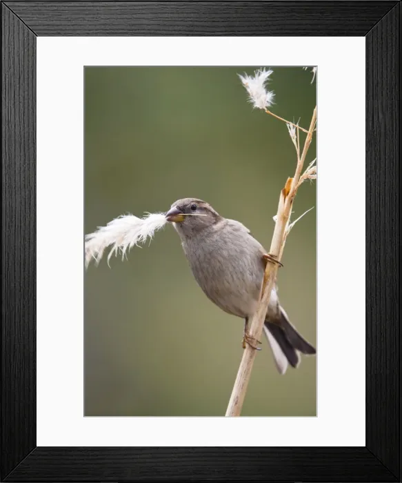 Framed Print : House Sparrow - female collecting pampas grass - Cornwall - UK Framed Print : House Sparrow - female collecting pampas grass - Cornwall - UK