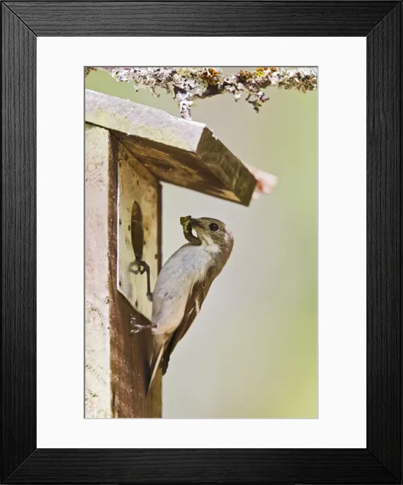 Framed Print : Pied Flycatcher - female at nest box with food - Mid Wales 10723 Framed Print : Pied Flycatcher - female at nest box with food - Mid Wales 10723