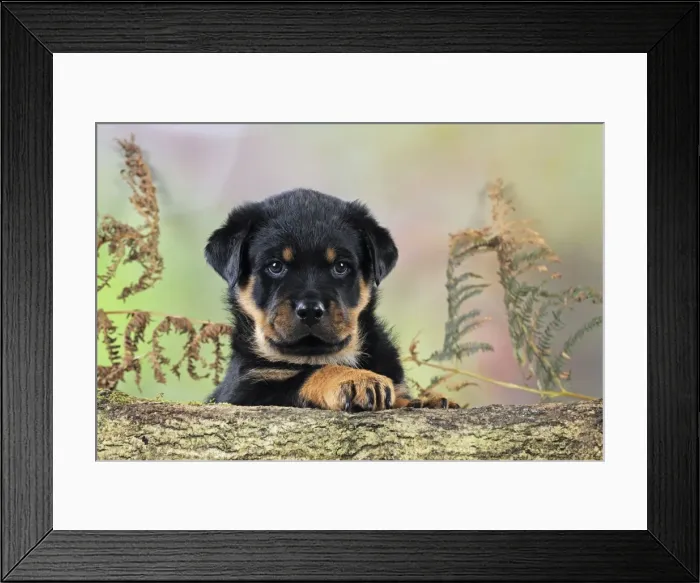 Framed Print : DOG. Rottweiler puppy looking over log Framed Print : DOG. Rottweiler puppy looking over log