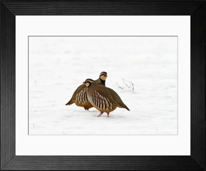Framed Print : Red legged Partridge - two in snow - Bedfordshire UK 8885 Framed Print : Red legged Partridge - two in snow - Bedfordshire UK 8885