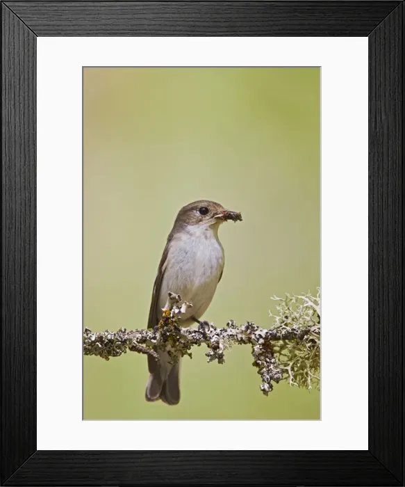 Framed Print : Pied Flycatcher - female with food in mouth - Mid Wales 10722 Framed Print : Pied Flycatcher - female with food in mouth - Mid Wales 10722