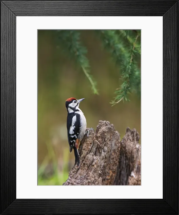 Framed Print : Great Spotted Woodpecker - on stump - Bedfordshire UK 11840 Framed Print : Great Spotted Woodpecker - on stump - Bedfordshire UK 11840