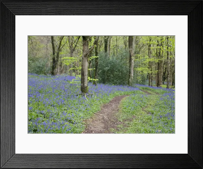 Framed Print : Bluebells - in spring - Idless Woods - Cornwall - UK Framed Print : Bluebells - in spring - Idless Woods - Cornwall - UK