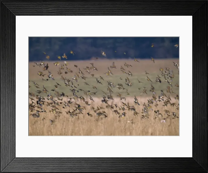 Framed Print : Brambling - flock Framed Print : Brambling - flock